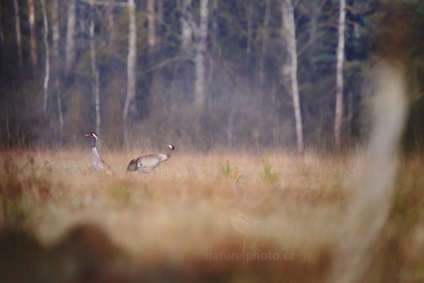 Jeřáb popelavý (Grus grus) , Jeřáb popelavý (Grus grus) Common Crane, Třeboňsko, Česko 