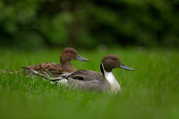 Ostralka štíhlá (Anas acuta), Ostralka štíhlá (Anas acuta) Northern Pintail,  ZOO Lešná, Zlín, Česko