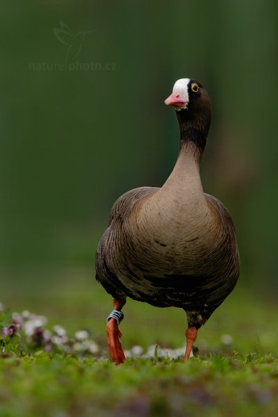 Husa malá (Anser erythropus), Husa malá (Anser erythropus) Lesser White-fronted Goose, ZOO, Lešná, Zlín, Česko
