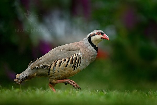 Orebice čukar (Alectoris chukar), Orebice čukar (Alectoris chukar) Chukar 