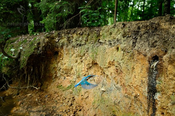 Ledňáček říční (Alcedo atthis), Ledňáček říční (Alcedo atthis) Common Kingfisher, Třeboňsko, Česko, červenec 2014 