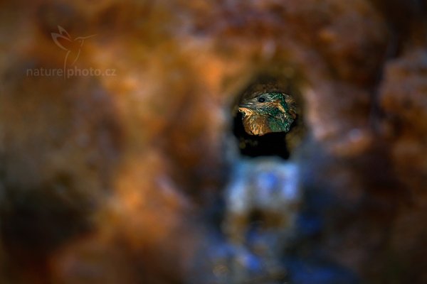 Ledňáček říční (Alcedo atthis) , Ledňáček říční (Alcedo atthis) Common Kingfisher, Třeboňsko, Česko, červenec 2014