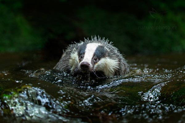 Jezevec lesní (Meles meles), Jezevec lesní (Meles meles) European Badger, Autor: Ondřej Prosický | NaturePhoto.cz, Model: Canon EOS-1D X, Objektiv: EF200-400mm f/4L IS USM, Ohnisková vzdálenost (EQ35mm): 200 mm, stativ Gitzo, Clona: 4.0, Doba expozice: 1/500 s, ISO: 3200, Kompenzace expozice: -1, Blesk: Ne, 21. září 2013 14:04:10, zvíře v lidské péči, Herálec, Vysočina (Česko)