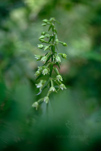 Kruštík Greuterův (Epipactis greuteri) , Kruštík Greuterův (Epipactis greuteri) Orchid, Nižbor, Česko