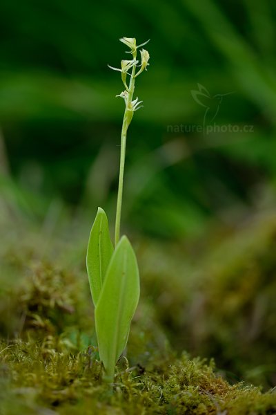 Hlízovec Loeselův (Liparis loeselii), Hlízovec Loeselův (Liparis loeselii) Yellow Widelip Orchid Jetřebské slatě, Českolipsko, Česko 