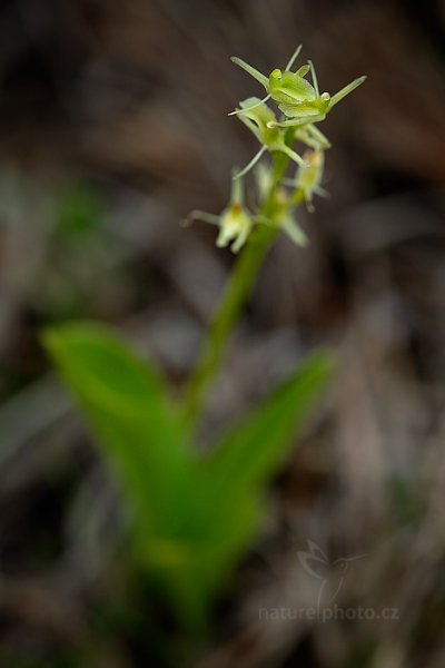 Hlízovec Loeselův (Liparis loeselii) , Hlízovec Loeselův (Liparis loeselii) Yellow Widelip Orchid, Jestřebské slatě, Česko