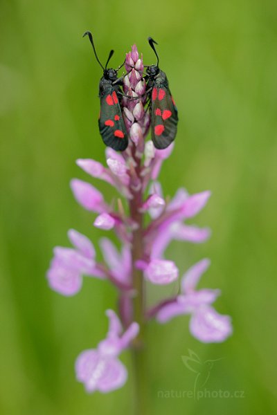 Prstnatec plamatý pravý (Dactylorhiza maculata ssp. maculata), Prstnatec plamatý pravý (Dactylorhiza maculata ssp. maculata) Spotted Orchid, Jestřebské slatě, Česko