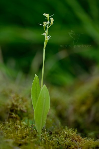 Hlízovec Loeselův (Liparis loeselii) , Hlízovec Loeselův (Liparis loeselii) Yellow Widelip Orchid, Jestřebské slatě, Česko