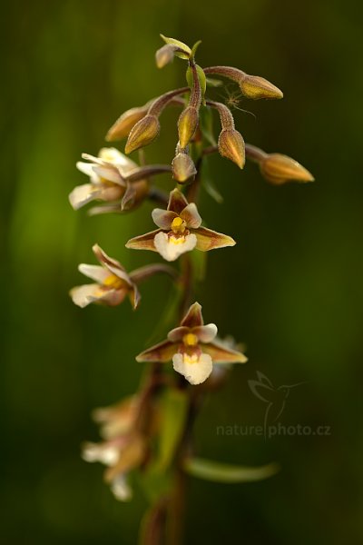 Kruštík bahenní (Epipactis palustris), Kruštík bahenní (Epipactis palustris) Marsh Helleborine, Jestřebské slatě, Česko