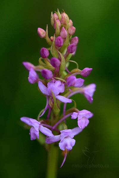 Pětiprstka žežulník pravá (Gymnadenia conopsea ssp. conopsea) , Pětiprstka žežulník pravá (Gymnadenia conopsea ssp. conopsea) Common Fragrant Orchid