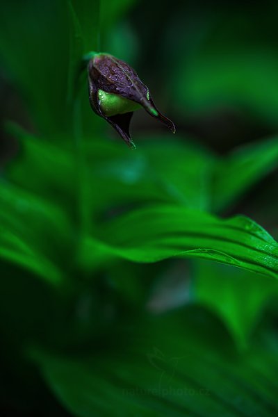 Střevíčník pantoflíček (Cypripedium calceolus), Střevíčník pantoflíček (Cypripedium calceolus) Lady&#039;s Slipper Orchid, Čertoryje, Bílé Karpaty, Česko