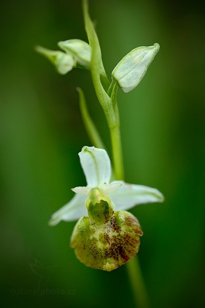 Tořič čmelákovitý Holubyho (Ophrys holoserica subsp. holubyana) , Tořič čmelákovitý Holubyho (Ophrys holoserica subsp. holubyana) Late Spider Orchid, Velká nad Veličkou, Bílé Karpaty, Česko