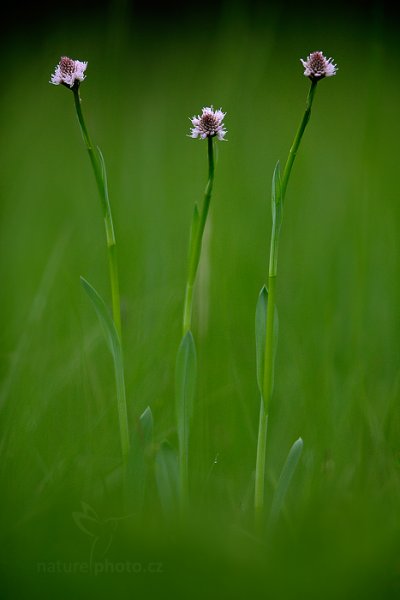 Hlavinka horská (Traunsteinera globosa), Hlavinka horská (Traunsteinera globosa) Globe Orchid, Velká nad Veličkou, Bílé Karpaty, Česko