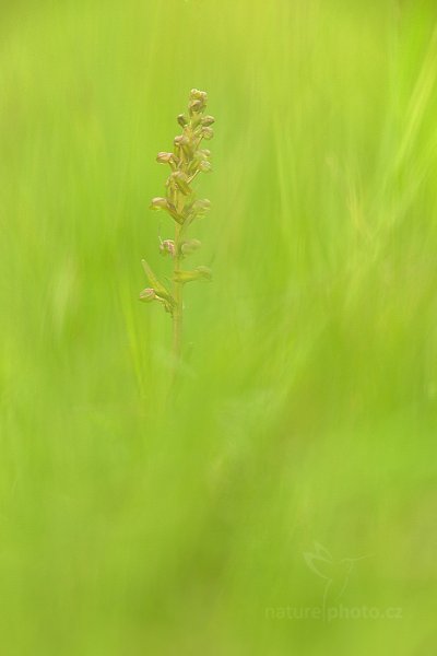 Vemeníček zelený (Coeloglossum viride) , Vemeníček zelený (Coeloglossum viride) Frog Orchid, Velká nad Veličkou, Bílé Karpaty, Česko
