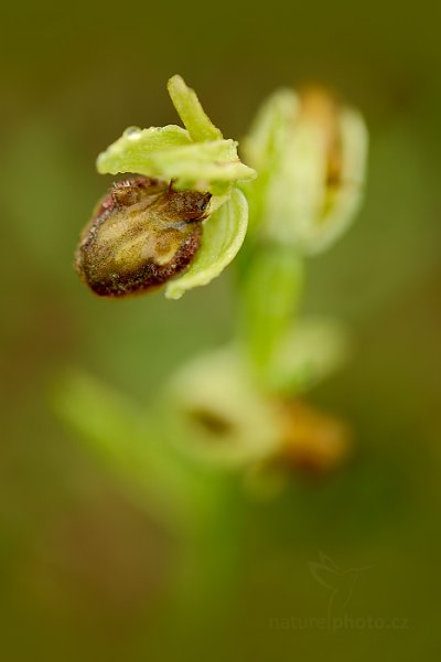Tořič pavoukonosný (Ophrys sphegodes) , Tořič pavoukonosný (Ophrys sphegodes) Early Spider Orchid, Bílé Karpaty, Česko