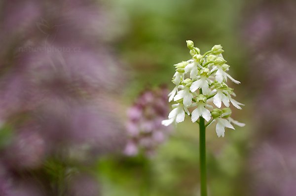 Vstavač nachový (Orchis purpurea) , Vstavač nachový (Orchis purpurea) Lady Orchid, Mladá Boleslav, Česko 