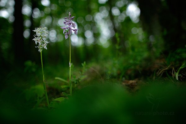 Vstavač mužský znamenaný (Orchis mascula ssp. signifera) , Vstavač mužský znamenaný (Orchis mascula ssp. signifera) Early Purple Orchid, Český kras, Česko