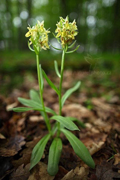 Prstnatec bezový (Dactylorhiza sambucina), Prstnatec bezový (Dactylorhiza sambucina) Elder-flowered Orchid, Karlík, Český kras, Česko