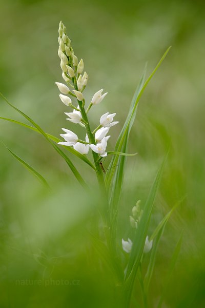 Okrotice dlouholistá (Cephalanthera longifolia) , Okrotice dlouholistá (Cephalanthera longifolia) Sword-leaved Helleborine, Český kras, Česko