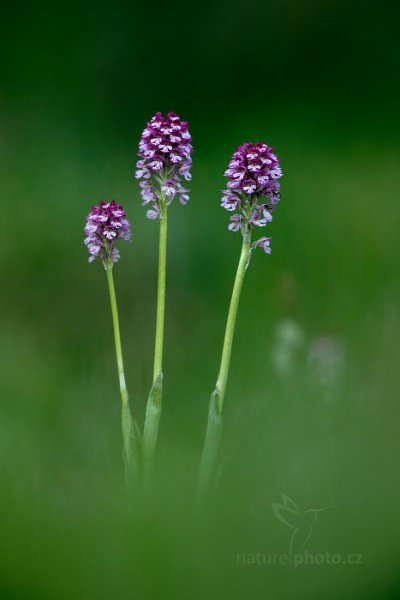 Vstavač Dietrichův (Orchis dietrichiana) , Vstavač Dietrichův (Orchis dietrichiana) Dietrich Orchid, Úštěcká pahorkatina, Česko 