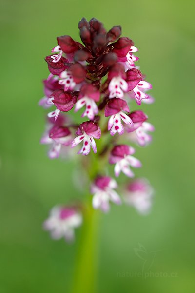 Vstavač Dietrichův (Orchis dietrichiana) , Vstavač Dietrichův (Orchis dietrichiana) Dietrich Orchid, Úštěcká pahorkatina, Česko