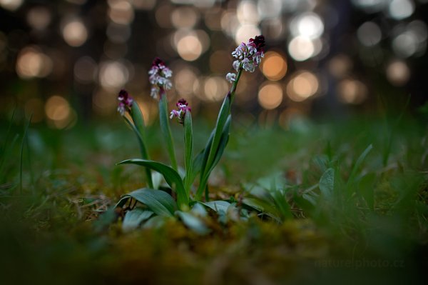 Vstavač osmahlý pravý (Orchis ustulata ssp. ustulata), Vstavač osmahlý pravý (Orchis ustulata ssp. ustulata) Burnt Orchid, Na Černčí, Česko