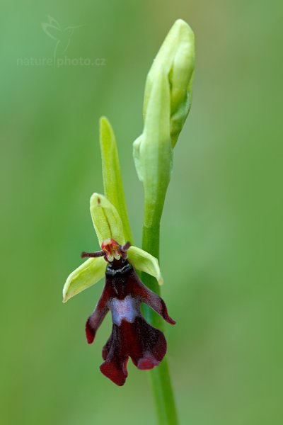 Tořič hmyzonosný (Ophrys insectifera), Tořič hmyzonosný (Ophrys insectifera) Fly Orchid, Na Černčí, Česko