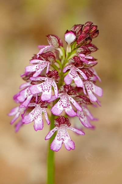 Vstavač nachový (Orchis purpurea) , Vstavač nachový (Orchis purpurea) Lady Orchid, Český kras, Česko 