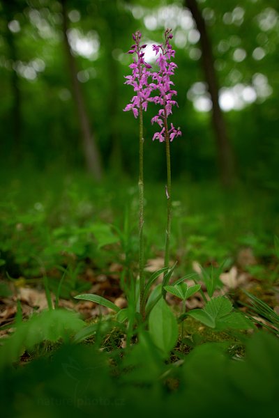 Vstavač mužský znamenaný (Orchis mascula ssp. signifera) , Vstavač mužský znamenaný (Orchis mascula ssp. signifera) Early Purple Orchid, Český kras, Česko
