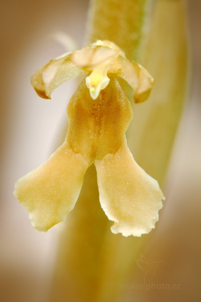 Hlístník hnízdák (Neottia nidus-avis), Hlístník hnízdák (Neottia nidus-avis) Bird&#039;s-nest Orchid, Český kras, Česko