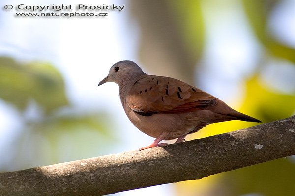 Hrdlička karolinská (Zenaida macroura), Hrdlička karolinská (Zenaida macroura) Mourning Dove, Autor: Ondřej Prosický, Model aparátu: Canon EOS 20D, Objektiv: Canon EF 400mm f/5.6 L USM, stativ Gitzo G1227 + kulová hlava G1377M, Režim měření expozice: Vzorek, Clona: 5.60, Doba expozice: 1/250 s, ISO: 200, Vyvážení expozice: -0.33, Blesk: Ano, Vytvořeno: 10. prosince 2005 12:57:49, La Garita, Alajuela (Kostarika)