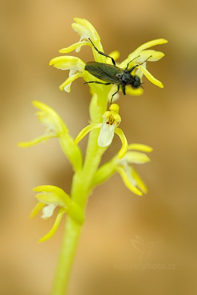 Korálice trojklaná (Corallorhiza trifida), Korálice trojklaná (Corallorhiza trifida) Coralroot Orchid, Český kras, Česko