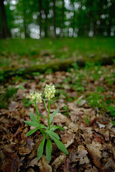 Prstnatec bezový (Dactylorhiza sambucina), Prstnatec bezový (Dactylorhiza sambucina) Elder-flowered Orchid, Karlík, Český kras, Česko