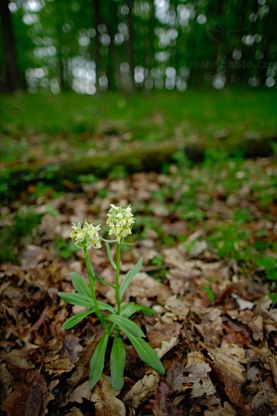 Prstnatec bezový (Dactylorhiza sambucina), Prstnatec bezový (Dactylorhiza sambucina) Elder-flowered Orchid, Karlík, Český kras, Česko