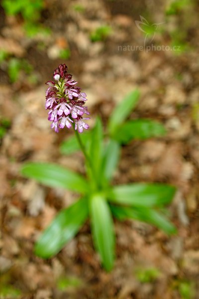 Vstavač nachový (Orchis purpurea) , Vstavač nachový (Orchis purpurea) Lady Orchid, Český kras (Česko)