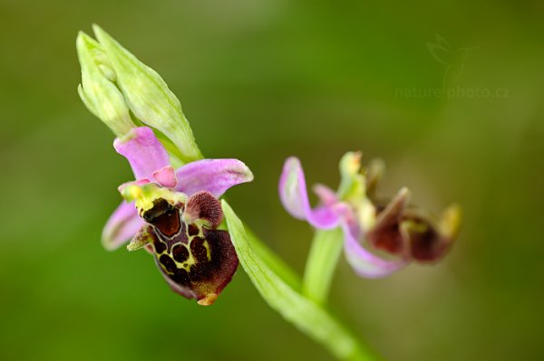 Tořič čmelákovitý Holubyho (Ophrys holoserica subsp. holubyana), Tořič čmelákovitý Holubyho (Ophrys holoserica subsp. holubyana) Late Spider Orchid, Velká nad Veličkou, Bílé Karpaty, Česko