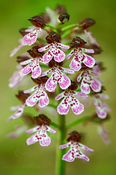 Vstavač nachový (Orchis purpurea) , Vstavač nachový (Orchis purpurea) Lady Orchid, Mladá Boleslav, Česko 