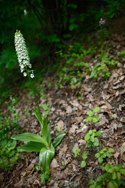 Vstavač nachový (Orchis purpurea), Vstavač nachový (Orchis purpurea) Lady Orchid, Mladá Boleslav, Česko 