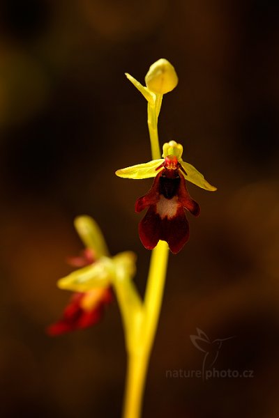 Tořič hmyzonosný (Ophrys insectifera), Tořič hmyzonosný (Ophrys insectifera) Fly Orchid, Štěpánovská hora, Česko 