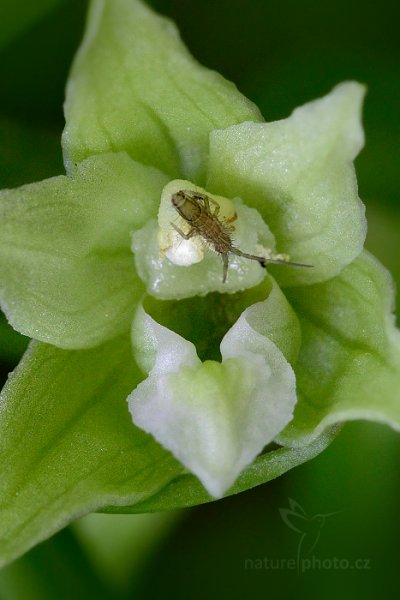 Kruštík Greuterův (Epipactis greuteri), Kruštík Greuterův (Epipactis greuteri) Orchid, Nižbor, Česko