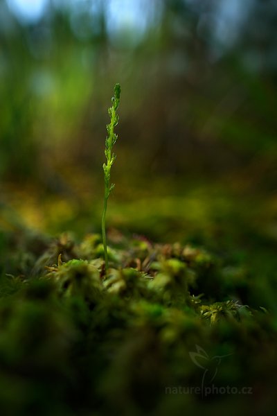 Měkkyně bažinná (Hammarbya paludosa) , Měkkyně bažinná (Hammarbya paludosa) Bog Orchid, Břehyně, Česko 