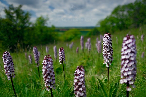 Vstavač nachový (Orchis purpurea) , Vstavač nachový (Orchis purpurea) Lady Orchid, Nymburk (Česko)