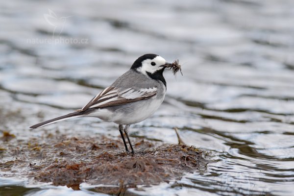 Konipas bílý (Motacilla alba) , Konipas bílý (Motacilla alba) White Wagtail, Kuhmo, Oulu (Finsko)