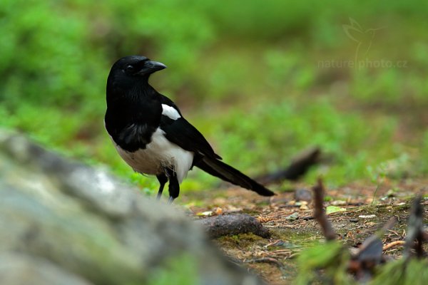 Straka obecná (Pica pica), Straka obecná (Pica pica) Eurasian Magpie, Kuhmo, Oulu (Finsko)