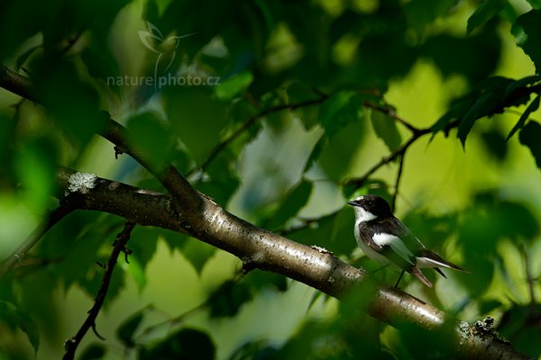 Lejsek černohlavý (Ficedula hypoleuca) , Lejsek černohlavý (Ficedula hypoleuca) European Pied Flycatcher, Kuhmo, Oulu (Finsko)