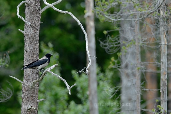 Vrána šedá (Corvus cornix), Vrána šedá (Corvus cornix) Hooded Crow, Kuhmo, Oulu (Finsko) 