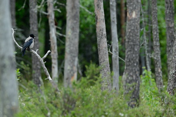 Vrána šedá (Corvus cornix), Vrána šedá (Corvus cornix) Hooded Crow, Kuhmo, Oulu (Finsko)