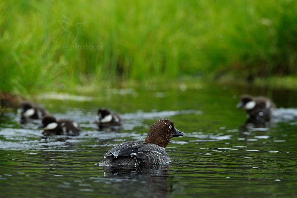 Hohol severní (Bucephala clangula) , Hohol severní (Bucephala clangula) Camnon Goldeneye, Autor: Ondřej Prosický | NaturePhoto.cz, Model: Canon EOS-1D X, Objektiv: EF400mm f/2.8L IS II USM +2x III, Ohnisková vzdálenost (EQ35mm): 800 mm, stativ Gitzo, Clona: 7.1, Doba expozice: 1/30 s, ISO: 200, Kompenzace expozice: -1, Blesk: Ne, 9. června 2014 19:06:52, Oulu (Finsko) 