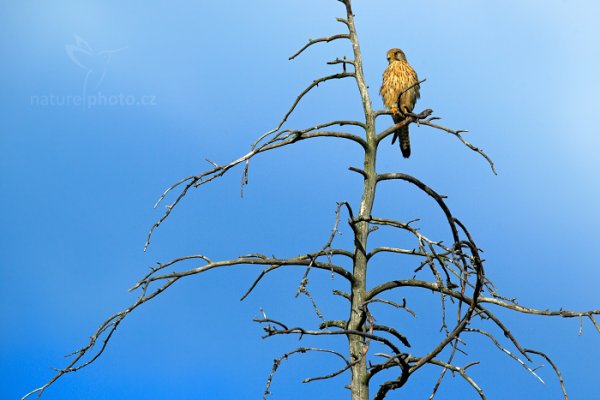 Poštolka obecná (Falco tinnunculus) , Poštolka obecná (Falco tinnunculus) Common Kestrel, Autor: Ondřej Prosický | NaturePhoto.cz, Model: Canon EOS-1D X, Objektiv: EF400mm f/2.8L IS II USM +2x III, Ohnisková vzdálenost (EQ35mm): 800 mm, stativ Gitzo, Clona: 7.1, Doba expozice: 1/800 s, ISO: 100, Kompenzace expozice: -2/3, Blesk: Ne, 7. června 2014 16:32:56, Oulu (Finsko)