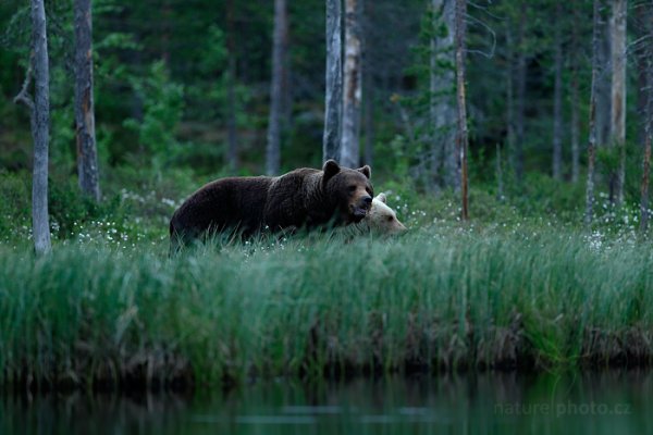 Medvěd hnědý (Ursus arctos), Medvěd hnědý (Ursus arctos) Brown Bear, Autor: Ondřej Prosický | NaturePhoto.cz, Model: Canon EOS-1D X, Objektiv: EF400mm f/2.8L IS II USM, Ohnisková vzdálenost (EQ35mm): 400 mm, stativ Gitzo, Clona: 3.2, Doba expozice: 1/200 s, ISO: 2000, Kompenzace expozice: -1, Blesk: Ne, 9. června 2014 21:50:58, Kuhmo, Oulu (Finsko) 